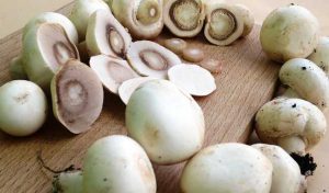 Funghi mangiare gli champignon bianchi per combattere il diabete