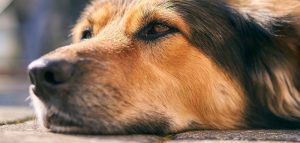 Ricercatori nuova scoperta sul perche del naso bagnato dei cani