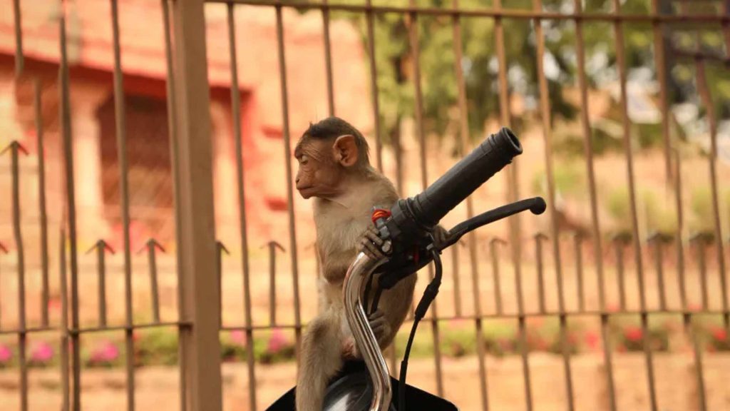 I 6 modi per evitare il vaiolo delle scimmie