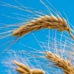 In piena crisi del grano India blocca esportazione