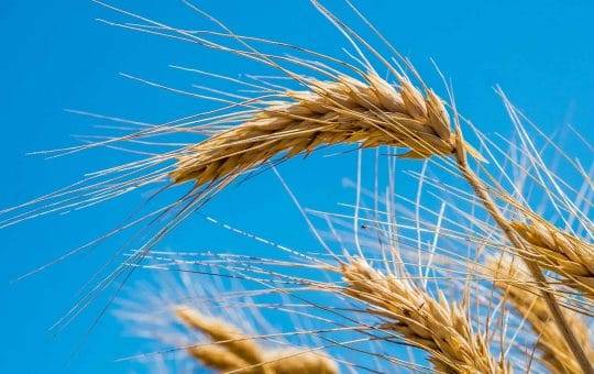 In piena crisi del grano India blocca esportazione