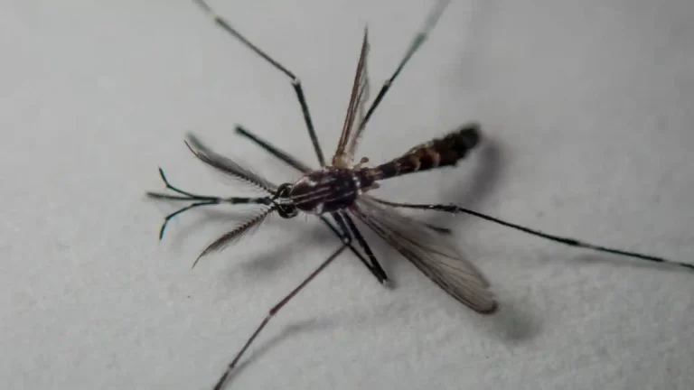 Le zanzare mordono di più alcune persone, ecco perchè