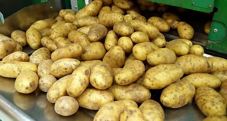 Ecco cosa succede al tuo organismo quando mangi le patate