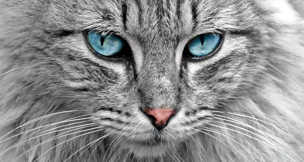 I gatti vedono i colori