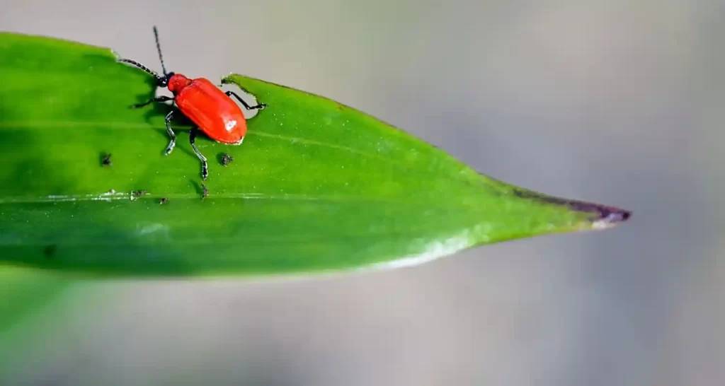 Come si chiama la farina di insetti dubbi e risposte