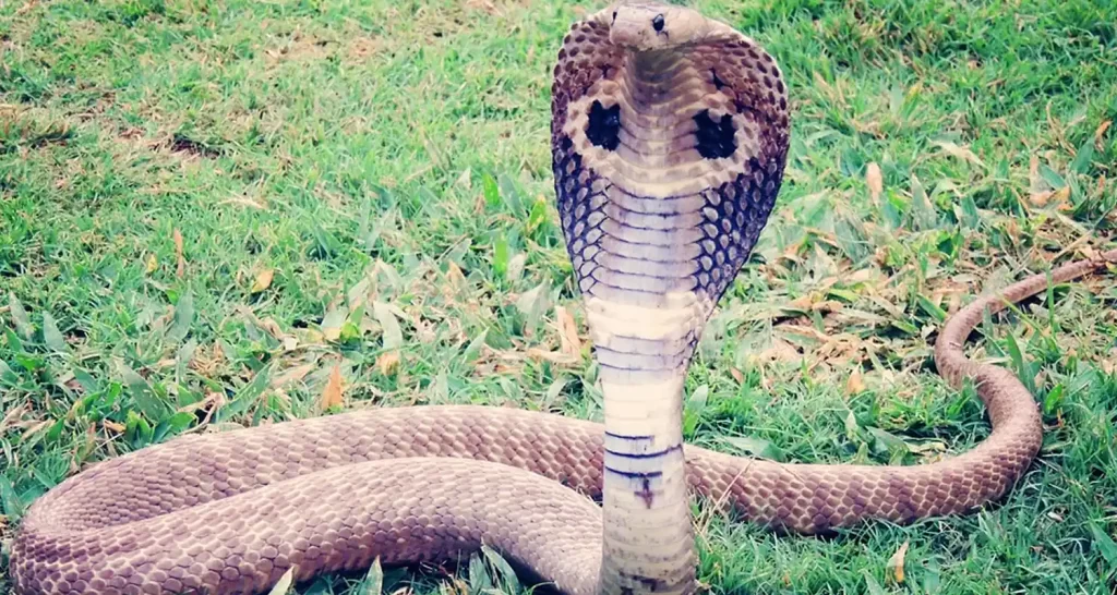 Sognare di essere morsi da un serpente significato