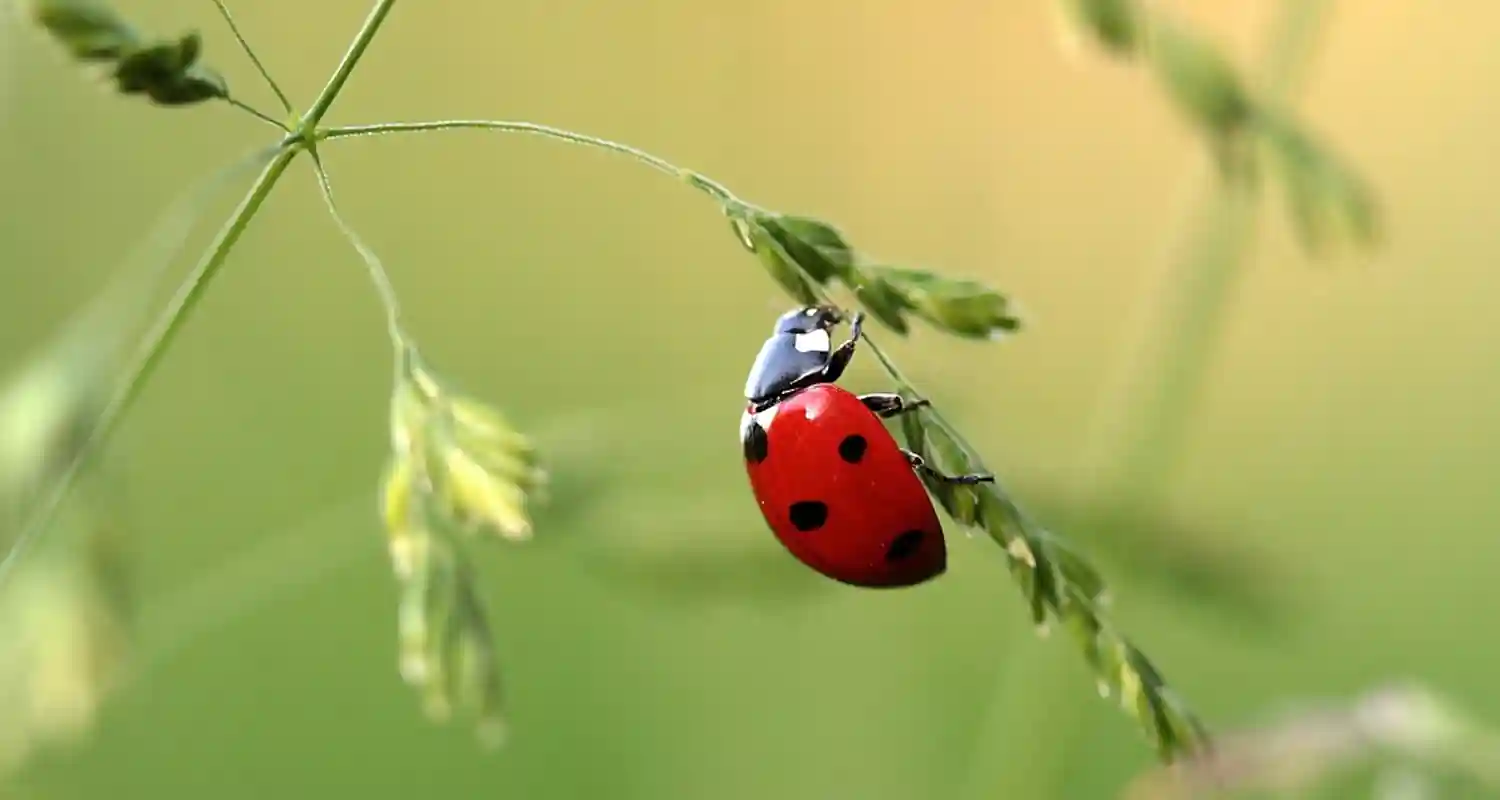 Trovare una coccinella in casa tutto cio che devi sapere