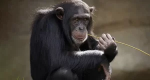 Quanto costa comprare una scimmia consigli
