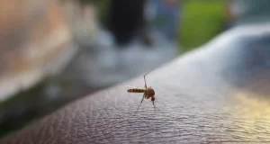 5 rimedi naturali efficaci per tenere le zanzare lontane da casa