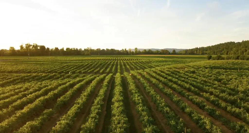 Il clima cambia agricoltura ecco le piante esotiche made in Italy