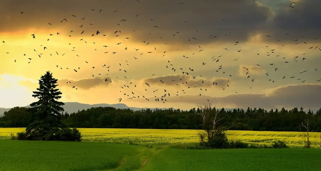 importanza della biodiversita