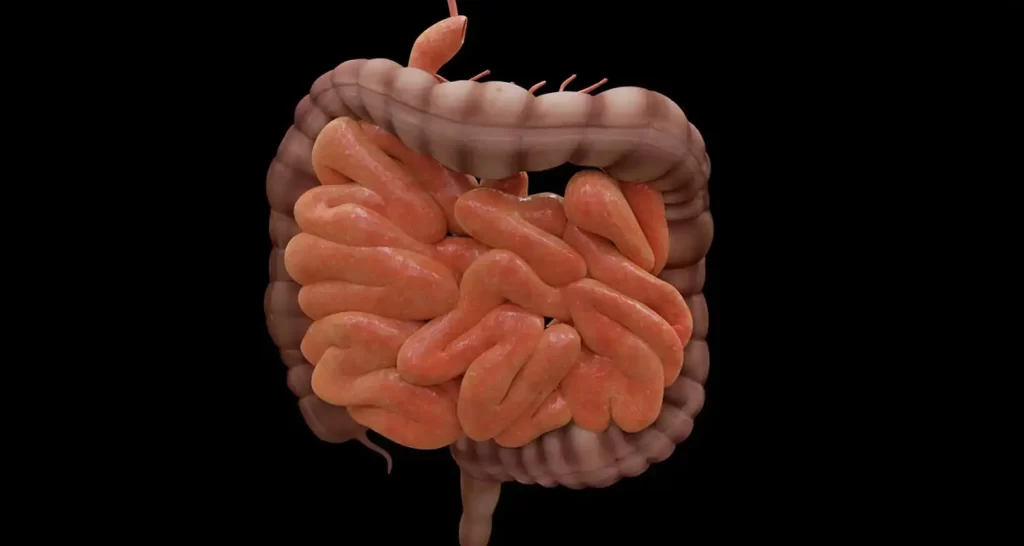 Cortisone ed effetti collaterali a intestino