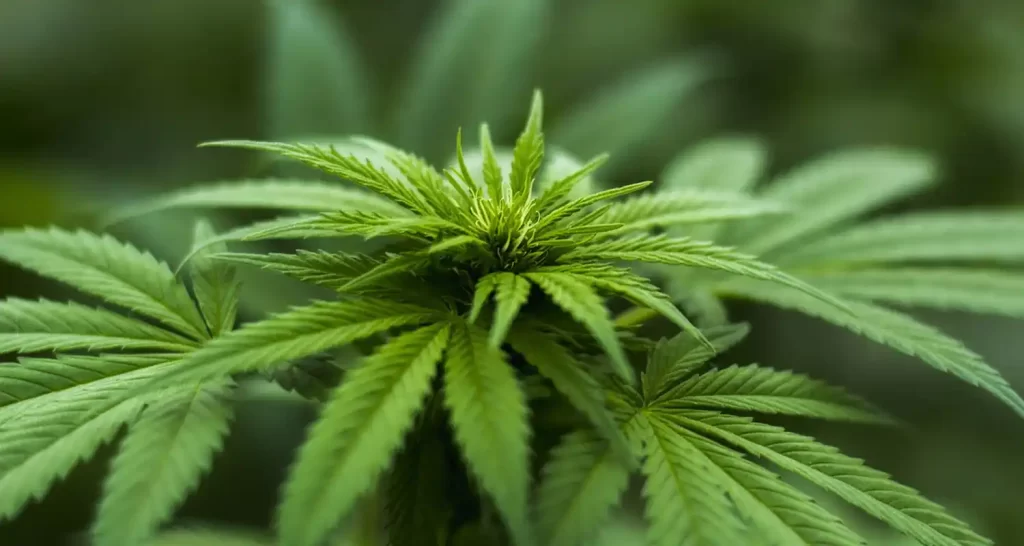 Cosa succede al tuo cervello con assunzione della cannabis