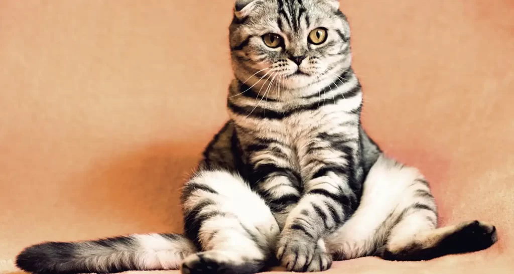 Documenti del gatto per viaggiare quali necessario avere
