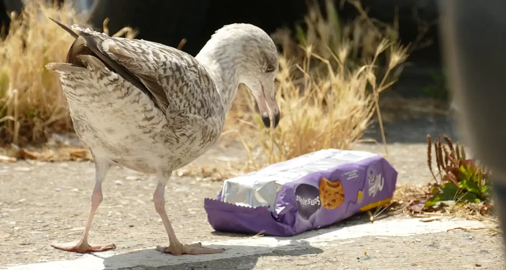 Le microplastiche sono presenti anche ne organismo umano
