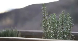 Coltivare erbe aromatiche in balcone una guida completa per un orto profumato