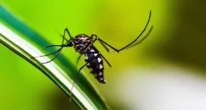 La Minaccia Silenziosa La Diffusione della Febbre Dengue in Europa