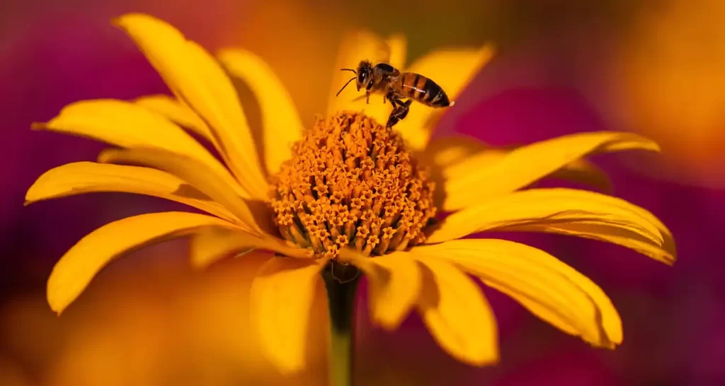 Floricoltura Agroalimentare Un Connubio tra Bellezza e Nutrizione